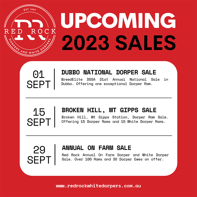 Upcoming 2023 Sales for Red Rock White Dorpers