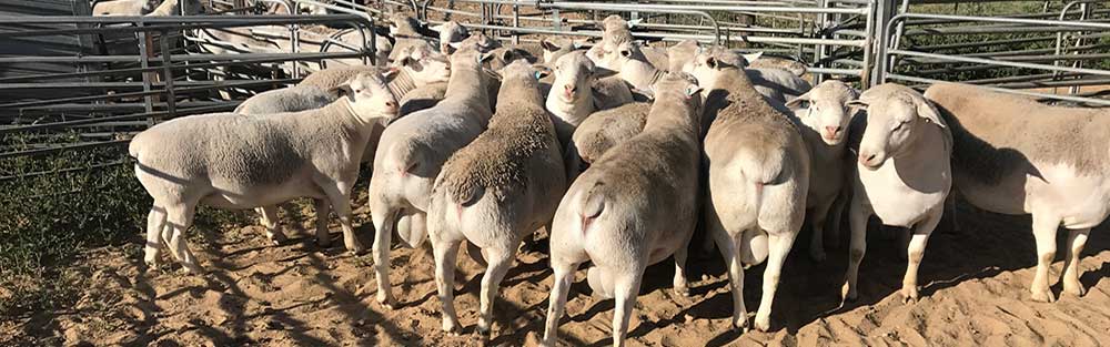 Red Rock White Dorpers